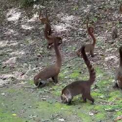 ...viele Nasenbären. Das haben wir nicht gesehen, das war vor ein paar Wochen hier in Tikal