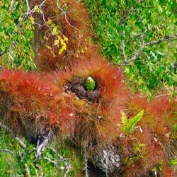 Papageien Nest in der Bildmitte