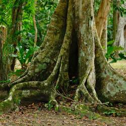 Überall Riesen Bäume 🌳 mit tollen Wurzeln