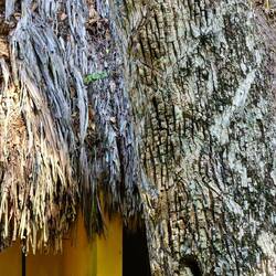 Eingeritzt für Chicle-Gewinnung, für Kaugummi