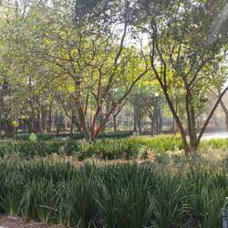 El bosque de Chapultepec