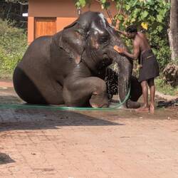 Laut unserem Guide sieht der Elefant hier aus wie Ganesha