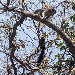 Affe und Gleithörnchen im Baum