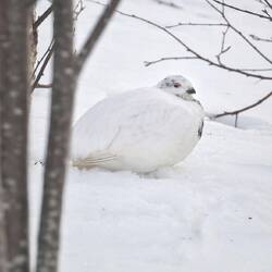Die Tarnung ist wirklich genial
