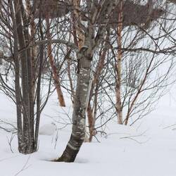 Wer suchet, der findet!