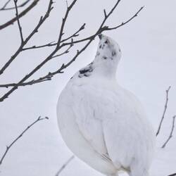Sie zupfen einfach Knospen und junge Triebspitzen ab, mehr ist im Winter nicht zu finden.