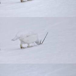 Noch liegt der Schnee so hoch, das sie dafür Buddeln müssen.