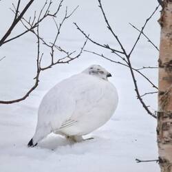 Mittagspause unter Birken
