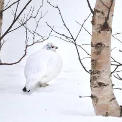 Ein junges Männchen