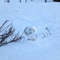während das Männchen rote Augenbrauen hat. Dieser hat besonders dick aufgetragen
