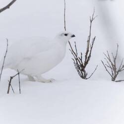 Das Weibchen ist eher schlicht,