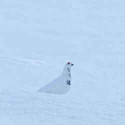 Er denkt: Du siehst mich nicht.