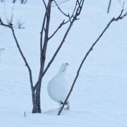 2 Hähne und ein Weibchen jagten sich einmal ums Haus...
