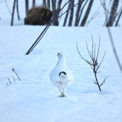 Die Augenbrauen leuchten sogar von hinten