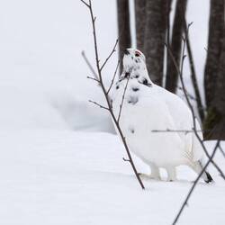 Nach der Pause konnte ich ihn bei der Futtersuche beobachten.
