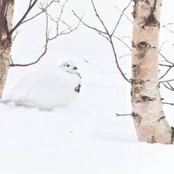 In der Realität sieht es sogar eher so aus...