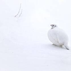 Das Männchen mit den dezenten Brauen