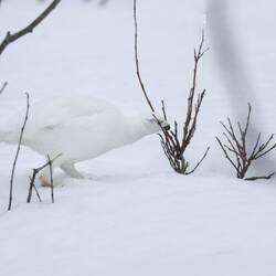 Die gefiederten Füße halten so warm wie Thermoboots