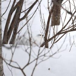 Suchbild. Mein 1. Schneehuhn, selbst die Kamera hat die Scharfstellung verweigert.