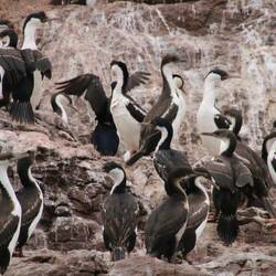 Kormorane im Naturschutzgebiet rund um Isla Pingüino – Hundert+ Brutpaare auf den Felsen.