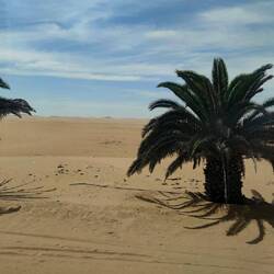 Zwischen Walvis Bay und Swakopmund: Längste Palmenallee der Welt (1600 Palmen bei 11 km Länge)