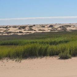 Auch Grün gibt es in der Wüste