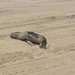 Auch eine Robbe lag immer mal wieder am Strand