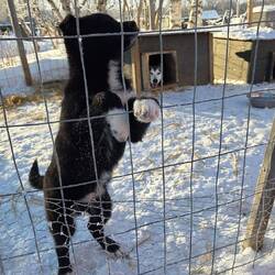 Future sled champion