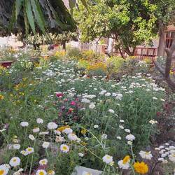 Descubriendo jardines hermosos