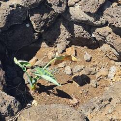 Technik zur Sammlung von Regen für Pflanzen