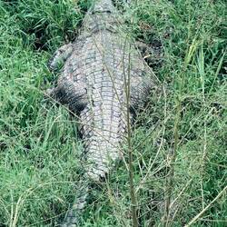 Auf dem Golfplatz. Ca. 4 m lang. Hatte 2 Tage zuvor ein Flußpferdjunges verspeist