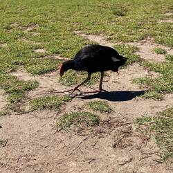 Pukeko - one of hundreds here