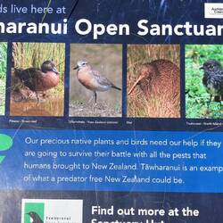 Brown Teal and Northern Brown Kiwi - both ticks