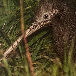 Northern Brown Kiwi