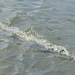 ups...das Krokodil kommt flink auf uns zu