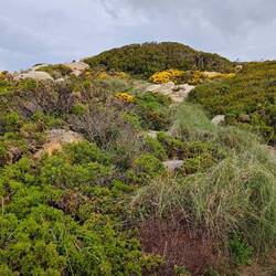 Kniehohes Gestrüpp. Der Weg ist nicht leicht ersichtlich.
