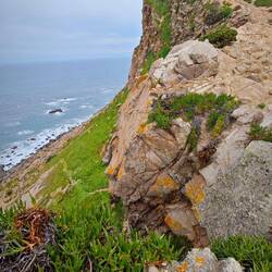 Die Zaungäste am Cabo da Roca beobachten mich schon 😉