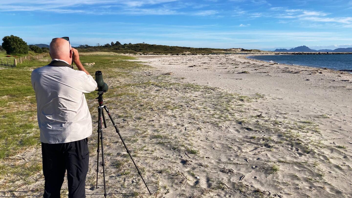 Watching Dotterels and Fairy Terns