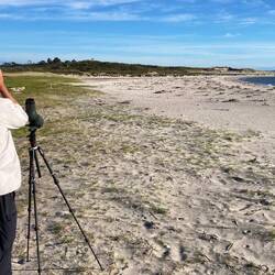 Watching Dotterels and Fairy Terns