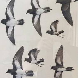 The original plate, owned by Sav, the first person to see the rediscovered bird. Top right two birds