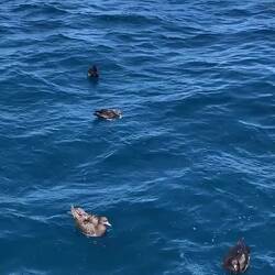 Flesh-footed shearwaters and Black (Parkinson's) Petrels