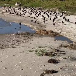 Variable Oystercatchers roosting