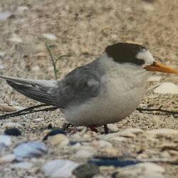 The Fairy Tern