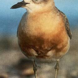 New Zealand Dotterel - in summer plumage