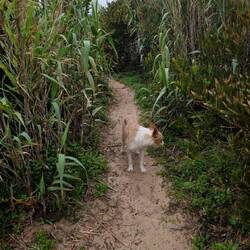 Mein vierbeiniger Wanderfreund.