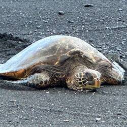 An der Black Sand Beach machten es sich wieder ein paar Seaturtles bequem