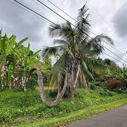 Eine Elefantenrüssel Palme... 😆