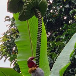 Und das ist auch eine essbare Banane