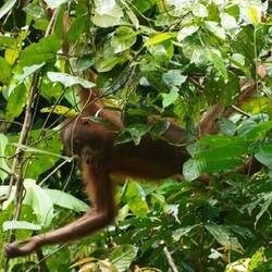 Orang-Utan in Sepilok (er hatte keinen Hunger?)