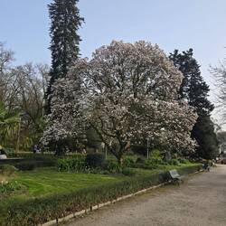 Tulips tree in bloom